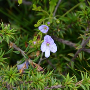 Veronica hillebrandii 