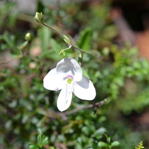 Veronica hillebrandii 