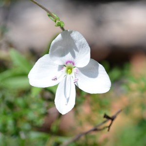 Veronica hillebrandii 