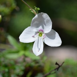 Veronica hillebrandii 