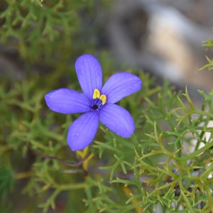 Cheiranthera alternifolia