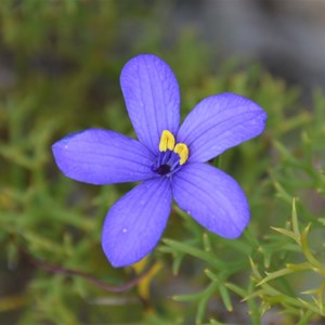 Cheiranthera alternifolia