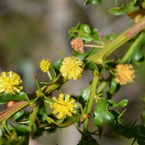 Acacia paradoxa