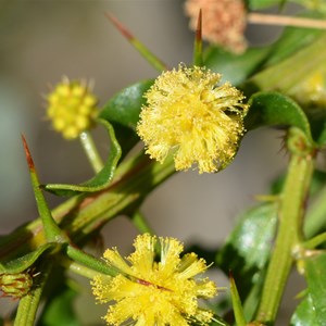 Acacia paradoxa