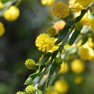 Acacia paradoxa