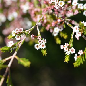 Thryptomene ericaea 