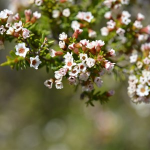 Thryptomene ericaea 