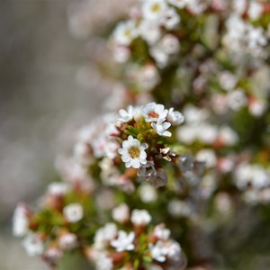 Thryptomene ericaea 