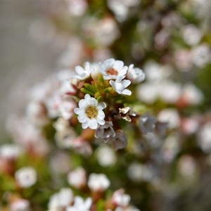 Thryptomene ericaea 