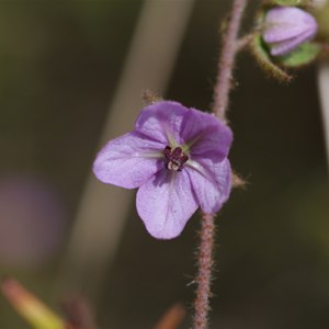 Thomasia petalocalyx 