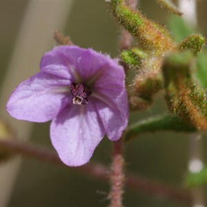 Thomasia petalocalyx 