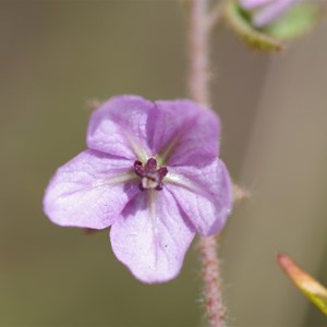 Thomasia petalocalyx 