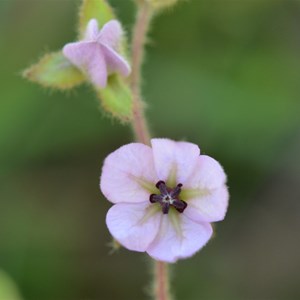 Thomasia petalocalyx 