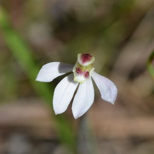 Caladenia carnea