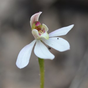 Caladenia carnea