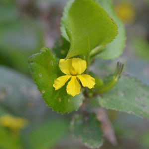 Goodenia ovata