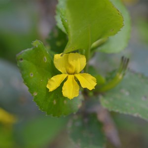 Goodenia ovata