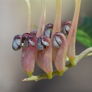 Grevillea ilicifolia 