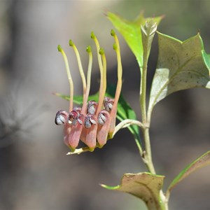 Grevillea ilicifolia 