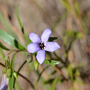 Billardiera versicolor