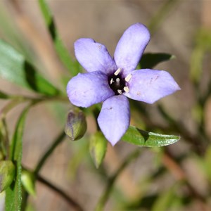 Billardiera versicolor