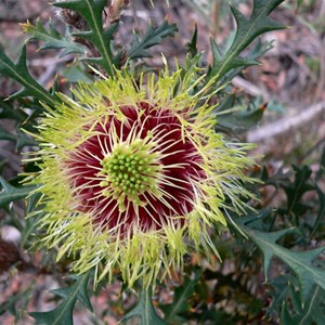 Isopogon baxteri