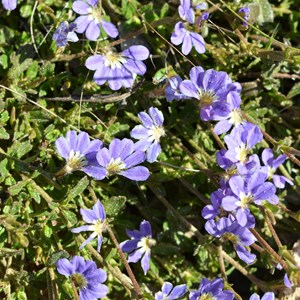 Scaevola aemula 