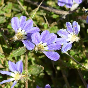 Scaevola aemula 