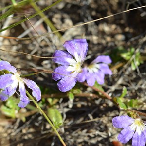 Scaevola aemula 