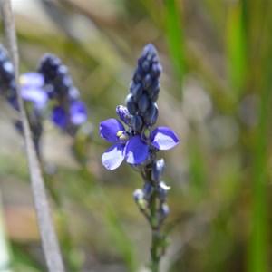 Comesperma calymega