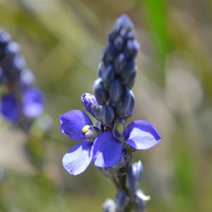 Comesperma calymega