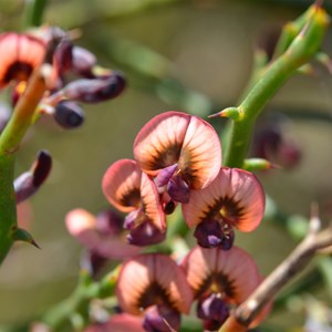 Daviesia brevifolia