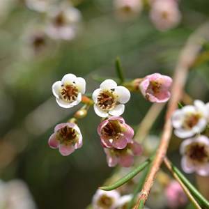 Leptospermum myrsinoides