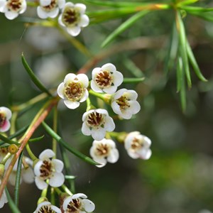 Leptospermum myrsinoides