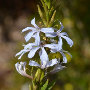 Scaevola crassifolia