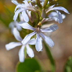 Scaevola crassifolia