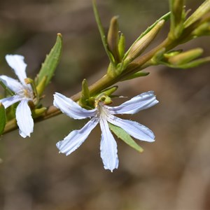 Scaevola crassifolia