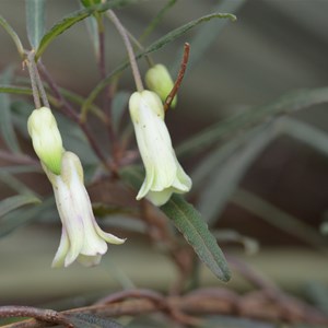 Billardiera uniflora