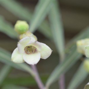 Billardiera uniflora