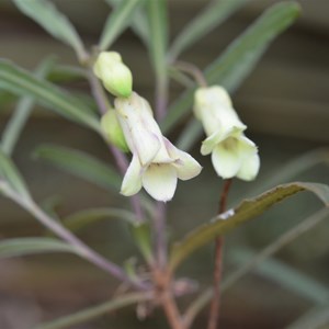 Billardiera uniflora