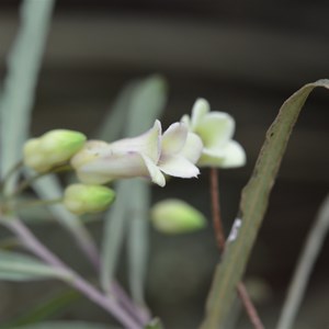 Billardiera uniflora