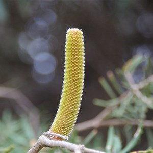 Banksia Marginata