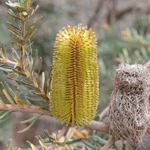 Banksia Marginata