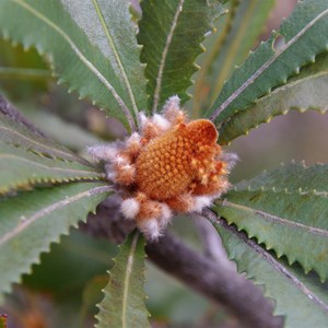 Banksia ornata