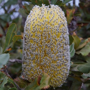 Banksia ornata