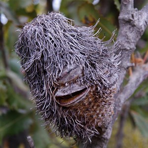 Banksia ornata