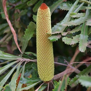 Banksia ornata