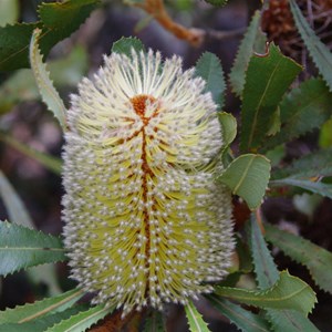 Banksia ornata