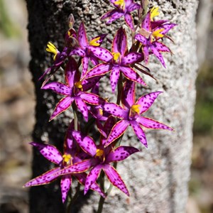 Queen of Sheba Orchid, Thelymitra variegata. Photo by Graeme W.