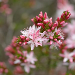 Calytrix glaberrima